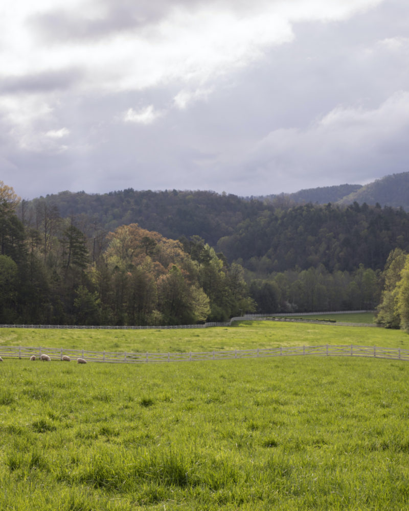 Spring on the Farm