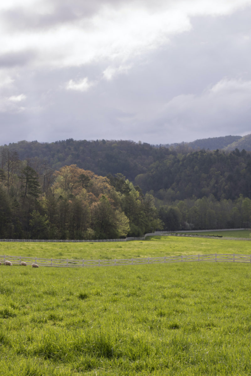 Spring on the Farm