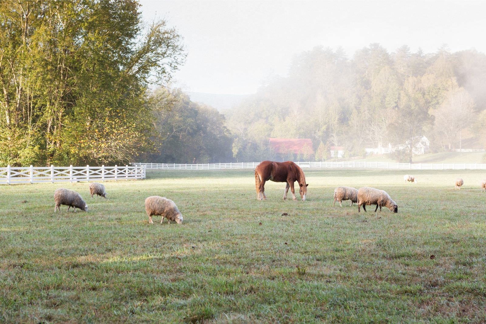 Blackberry Farm Animals | Blackberry Magazine