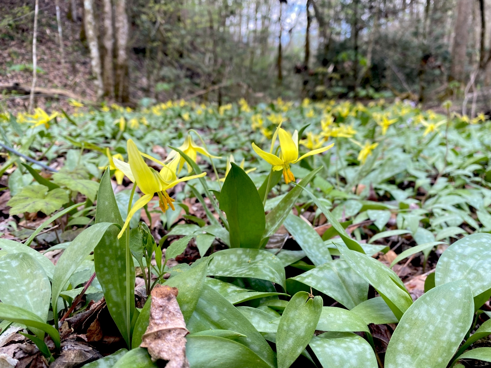 Spring Ephemerals