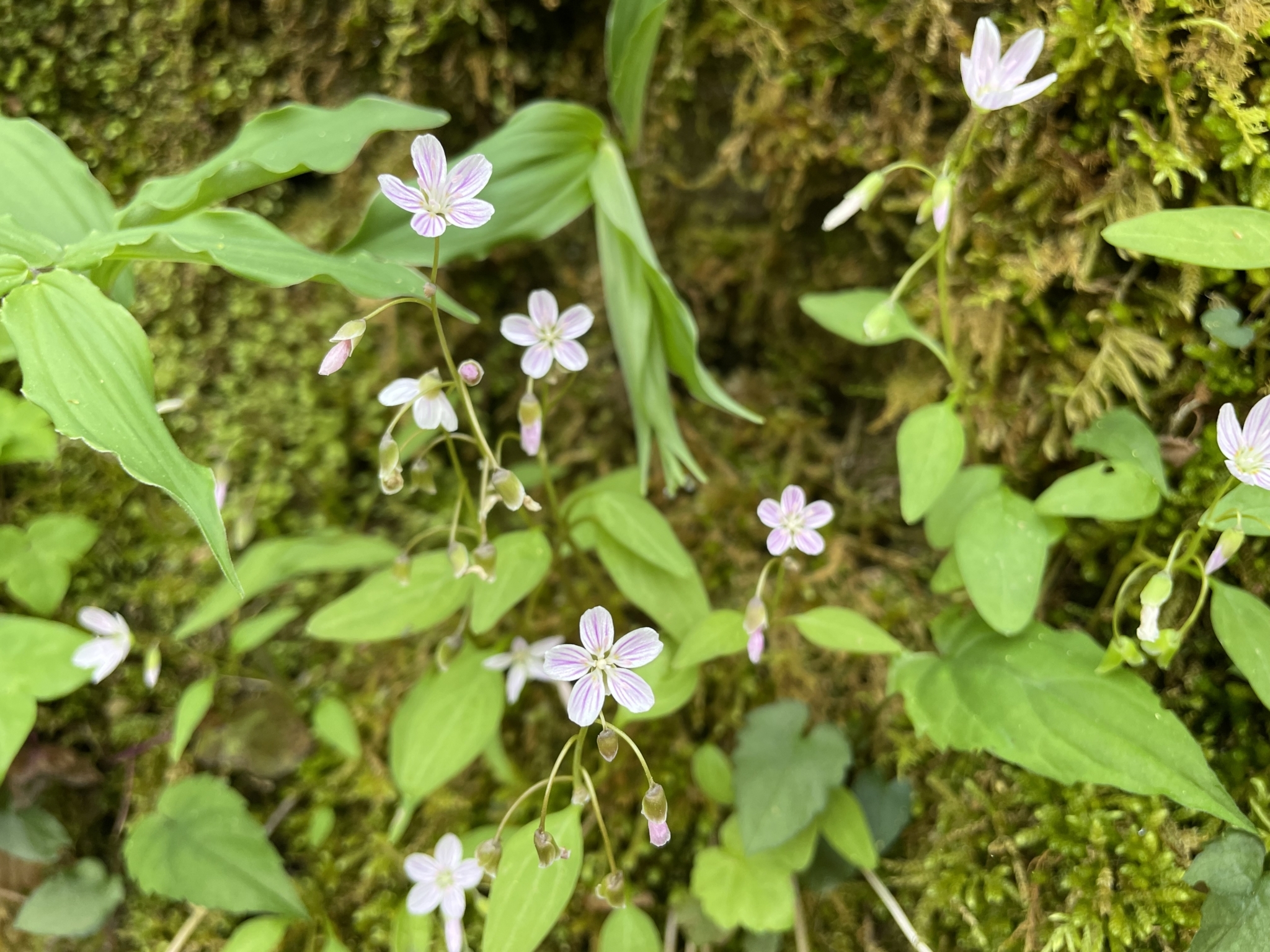 Spring Ephemerals
