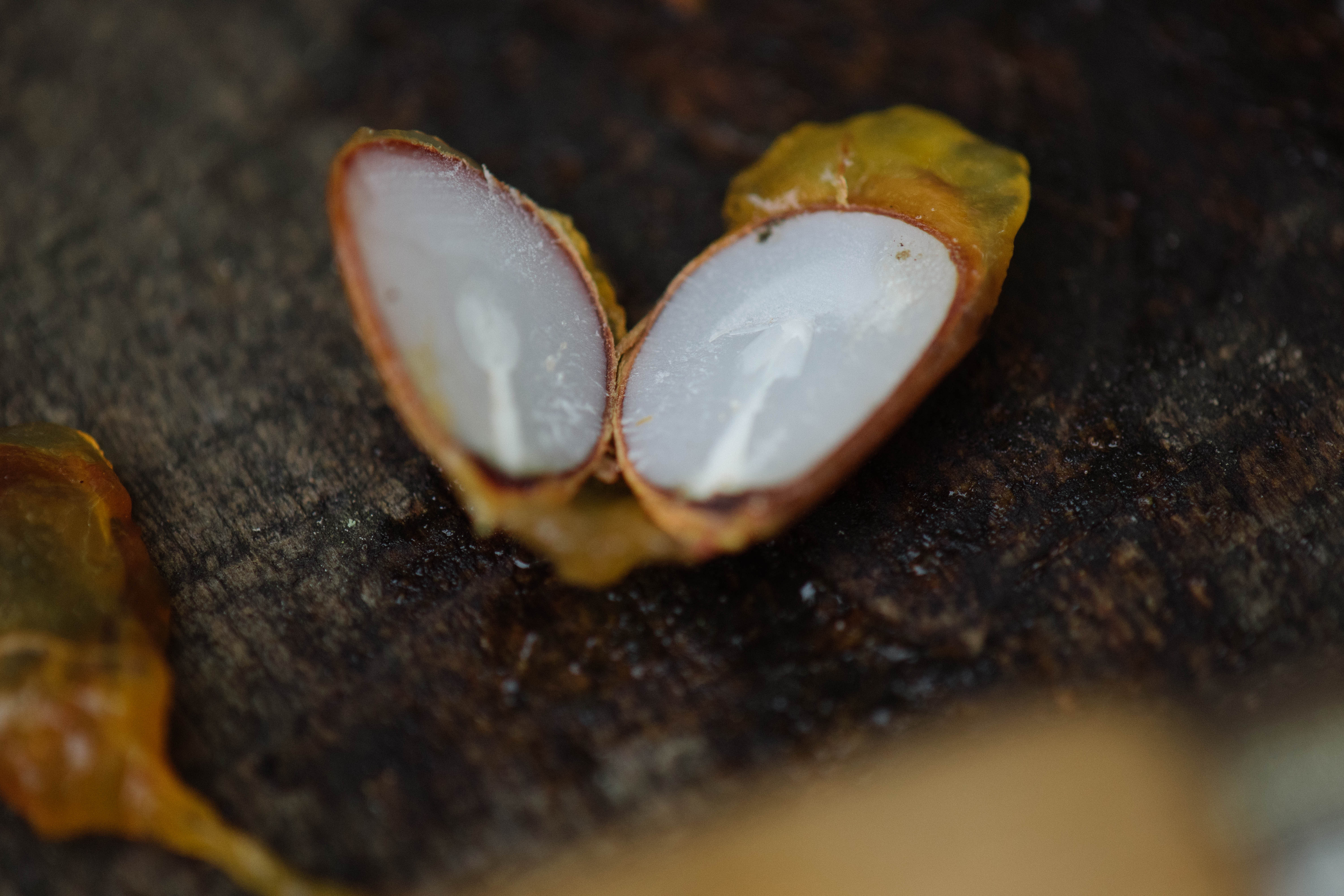 Nature’s Forecast – Persimmons for the Season