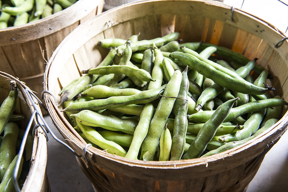Stove Pipe Peas and the Grove Pepper