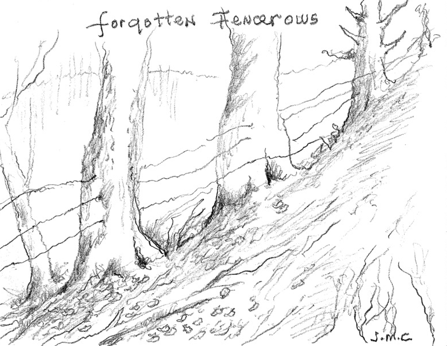 Forgotten Fencerows