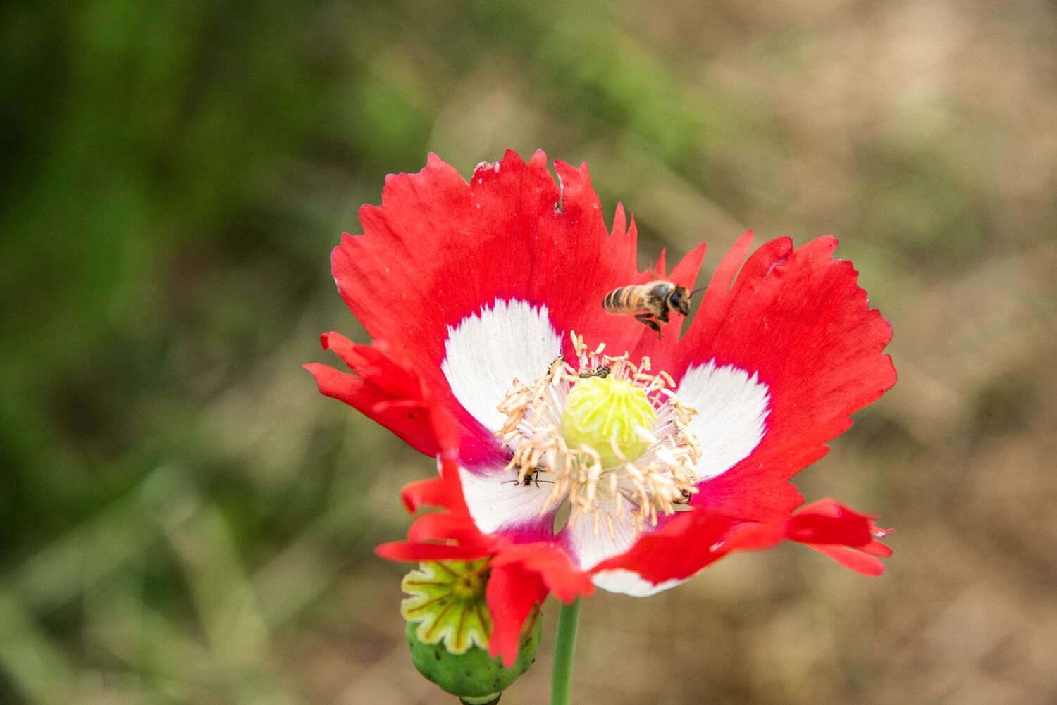 Living at the Pollinator Wall