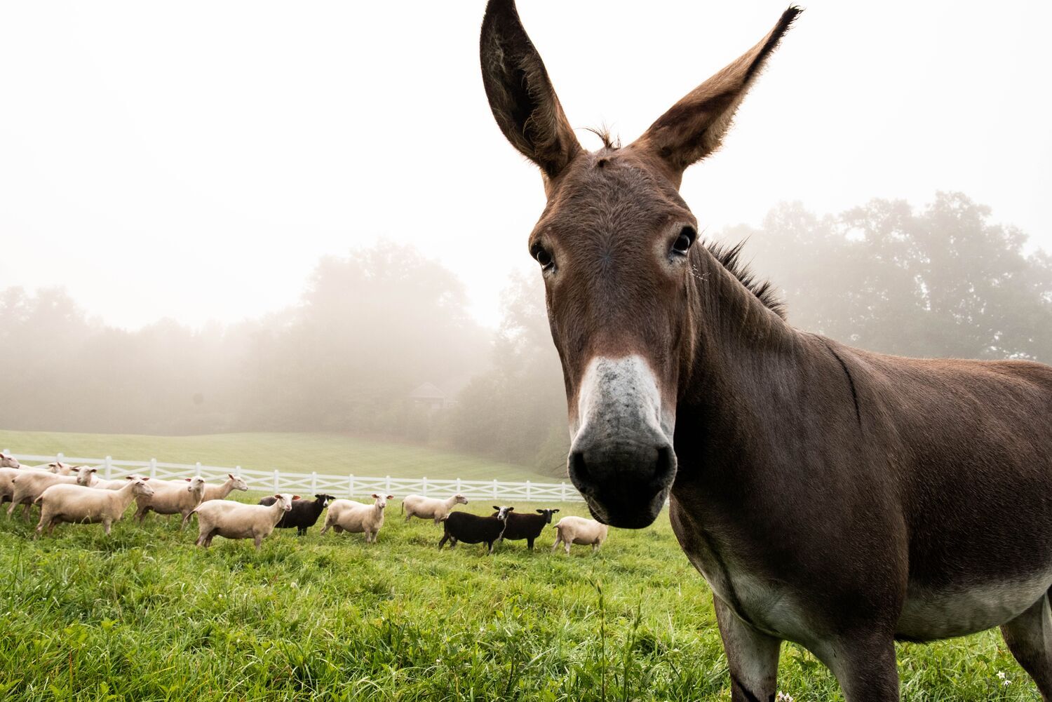 Looking Back: Guard Animals Through the Decades