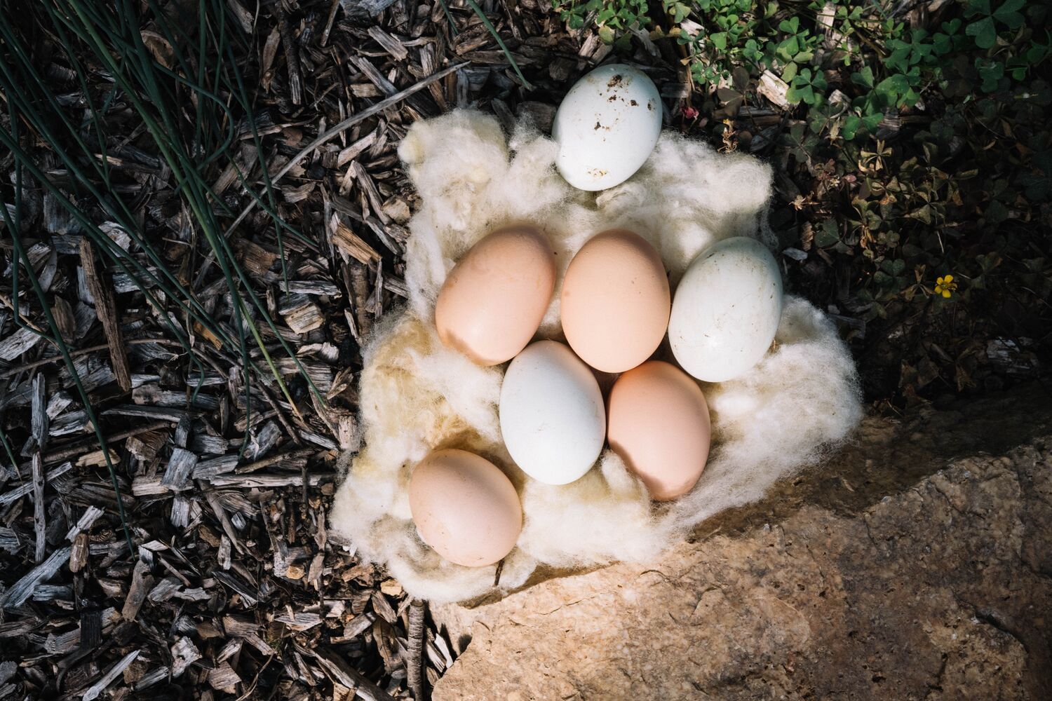 How to Start Your Homesteading Journey