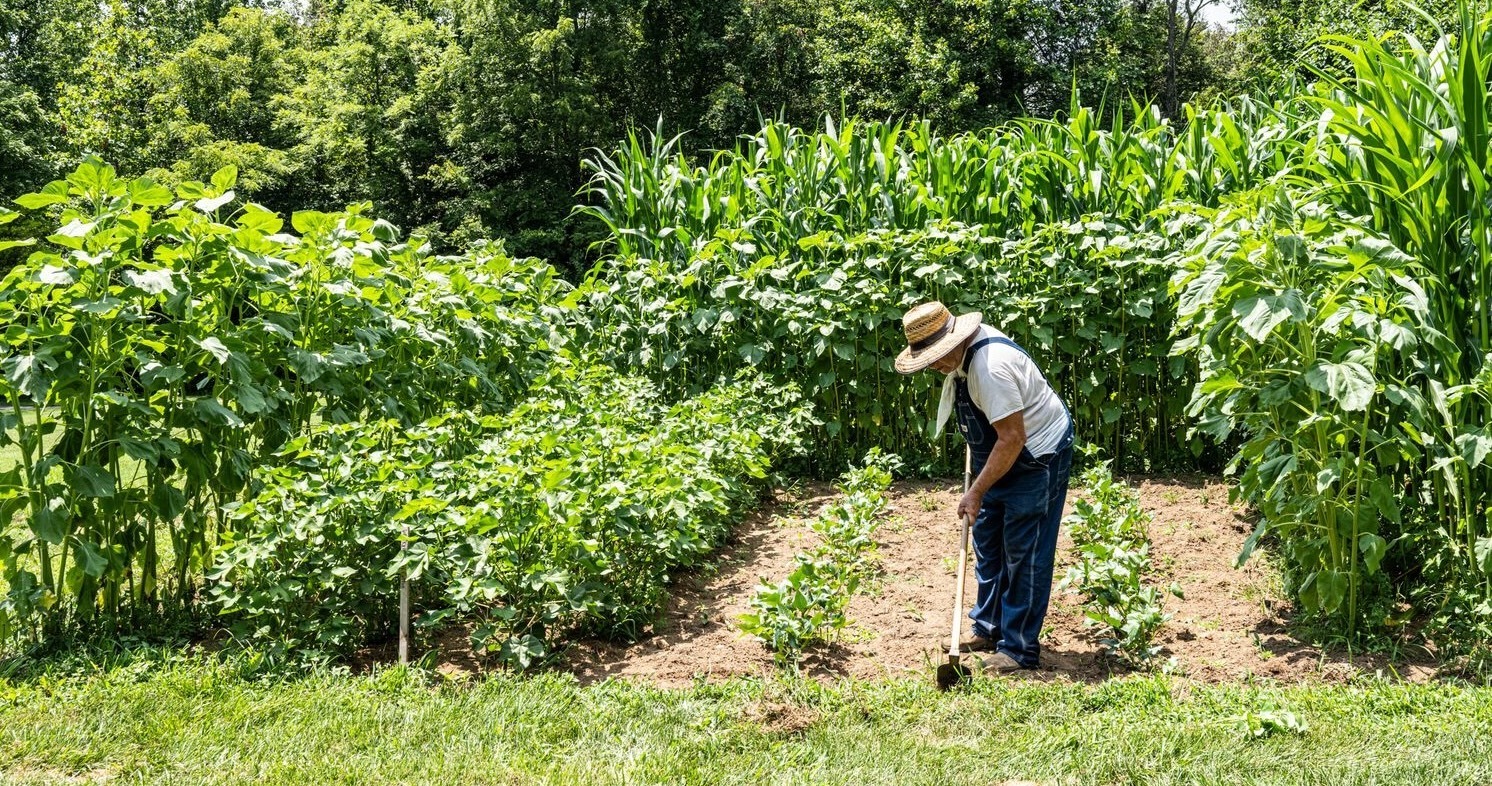 Prepping Tobacco Beds