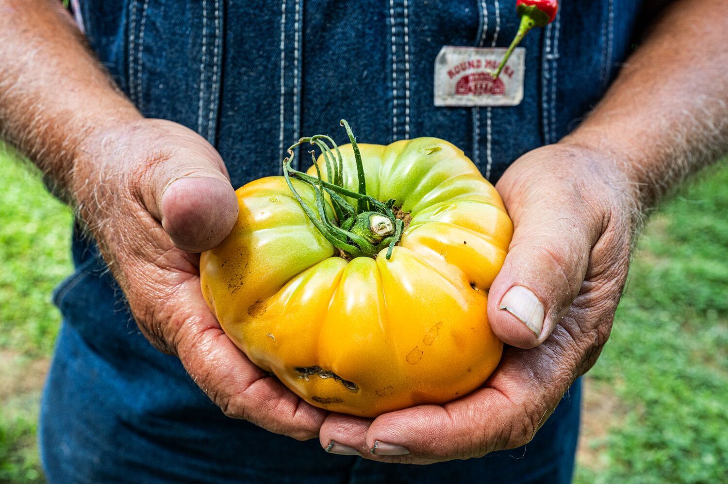 2025 Tomato Varieties