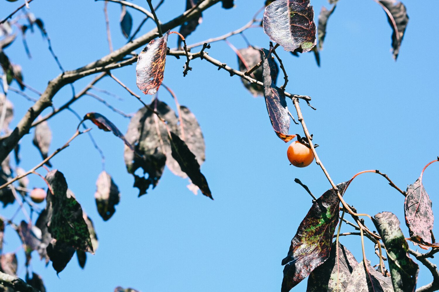 Winter Predictions with Persimmons