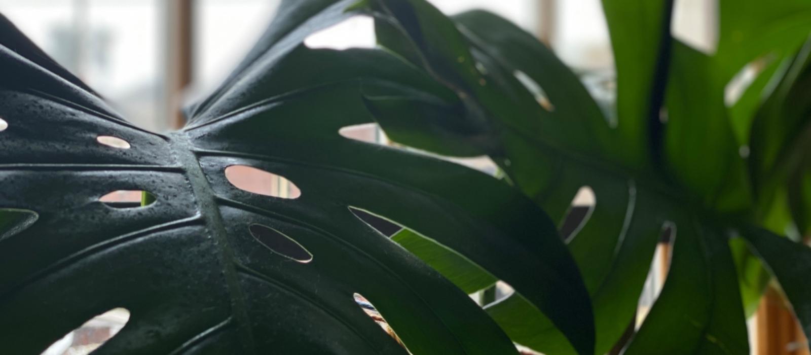 The Benefits of Bringing the Outdoors In