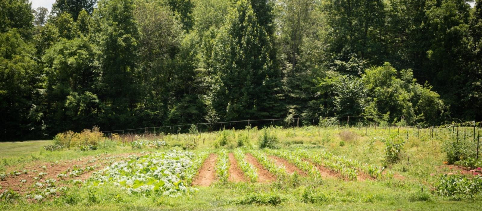A Glimpse at the Garden
