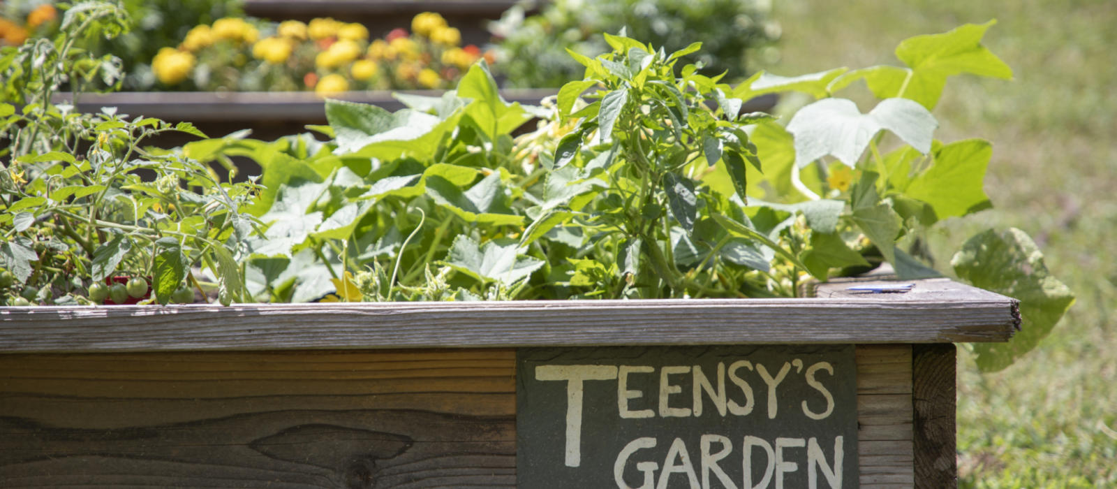 Growing In and At the Garden