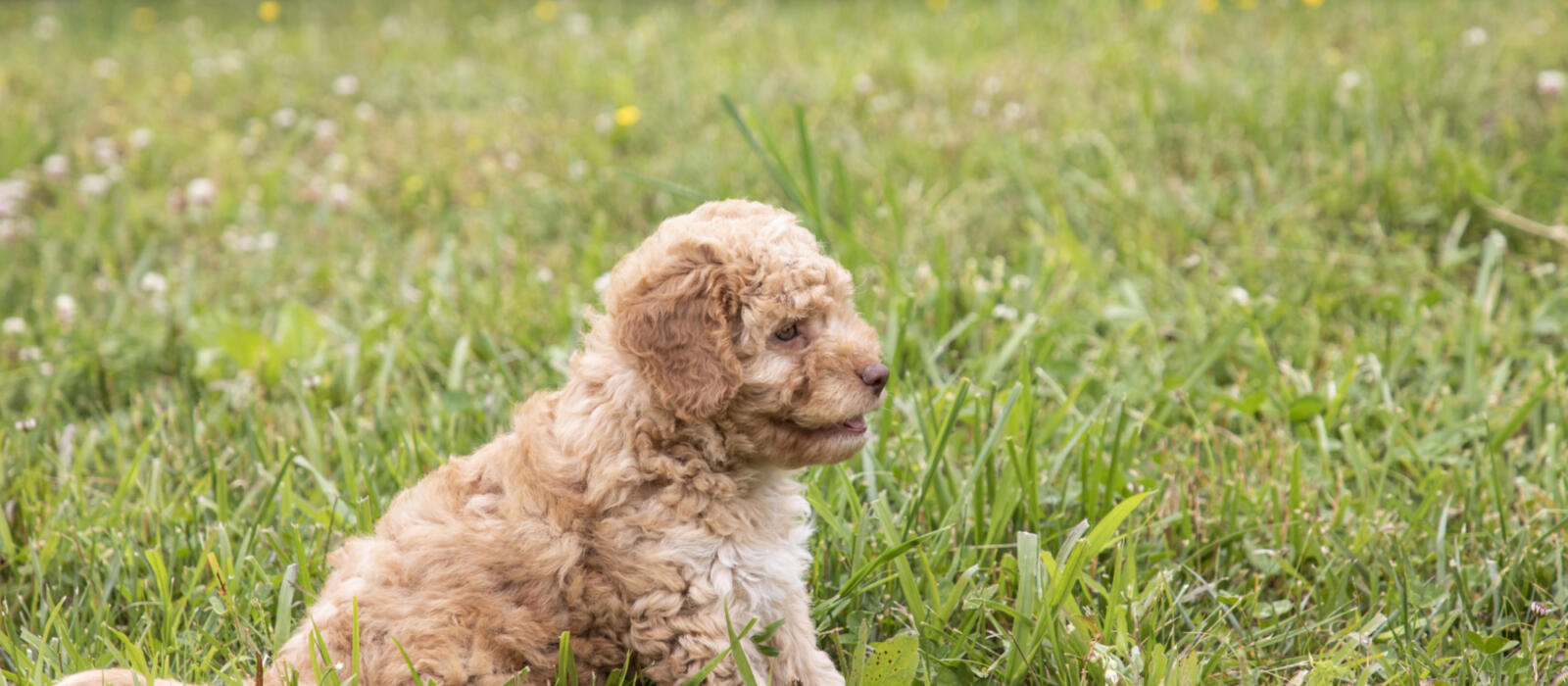 The Top Tricks Every Dog Should Know