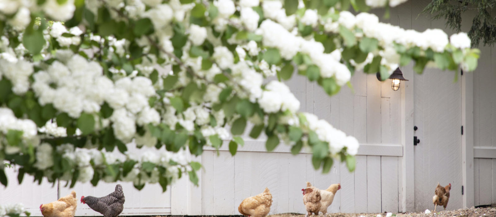Staying Cool on the Farm