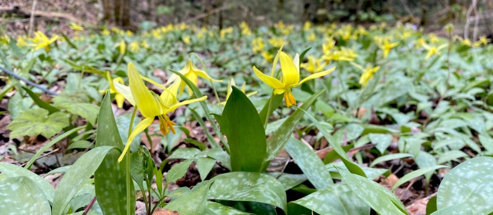Spring Ephemerals