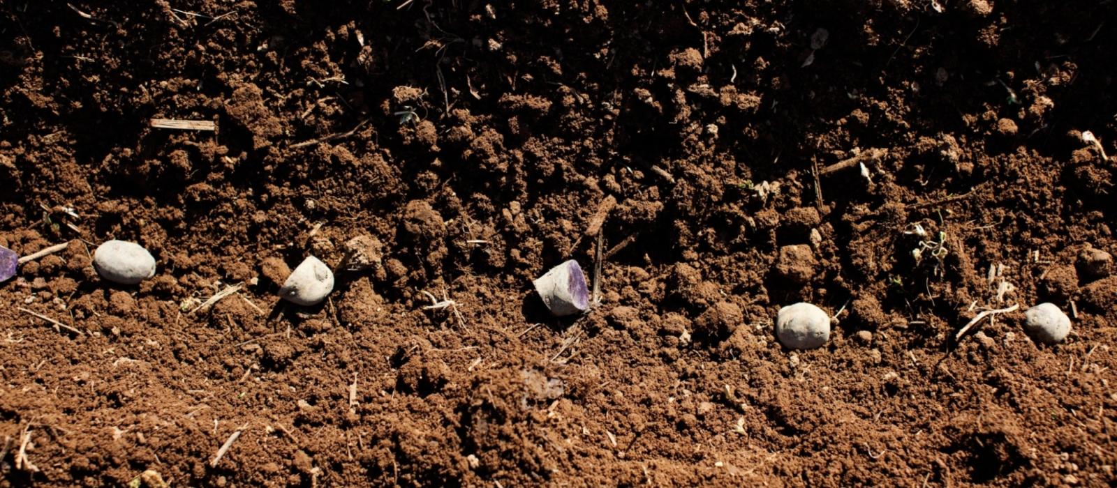 This is the Year to Start a Garden - Part 2 Starting Plants from Seed at Home