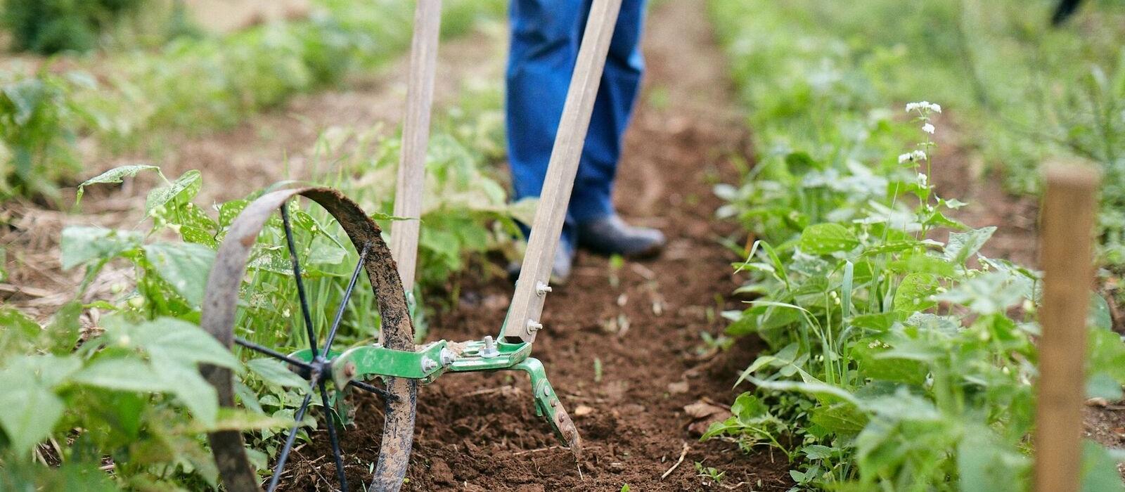 Sowing the Seeds of Fall