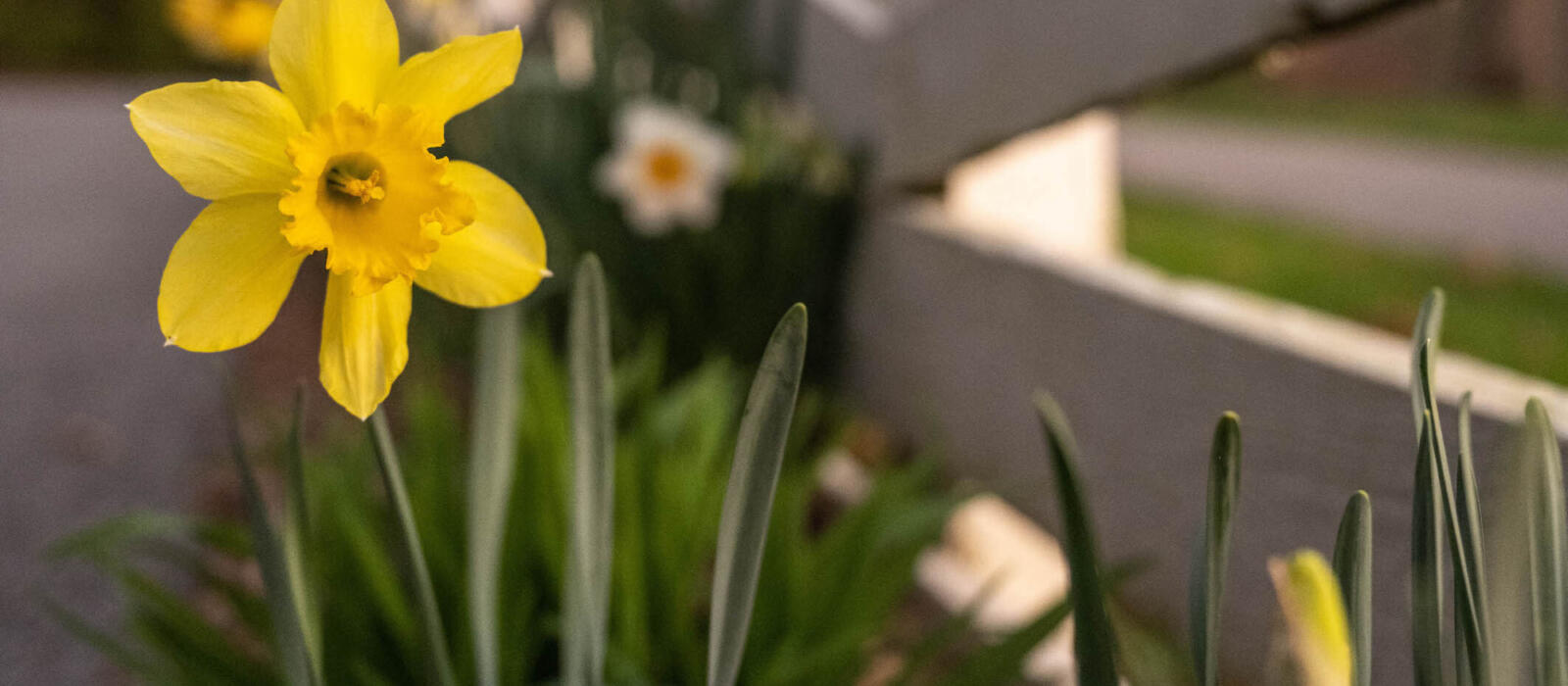 Extend the Life of your Spring Floral