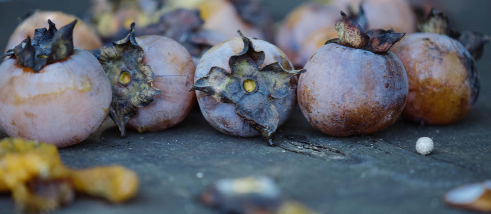Nature’s Forecast – Persimmons for the Season
