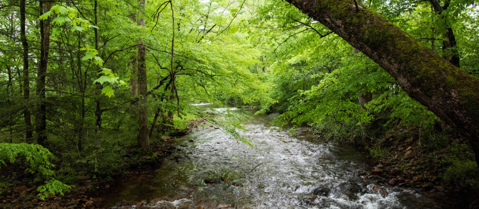 Spring Wellness Recipe