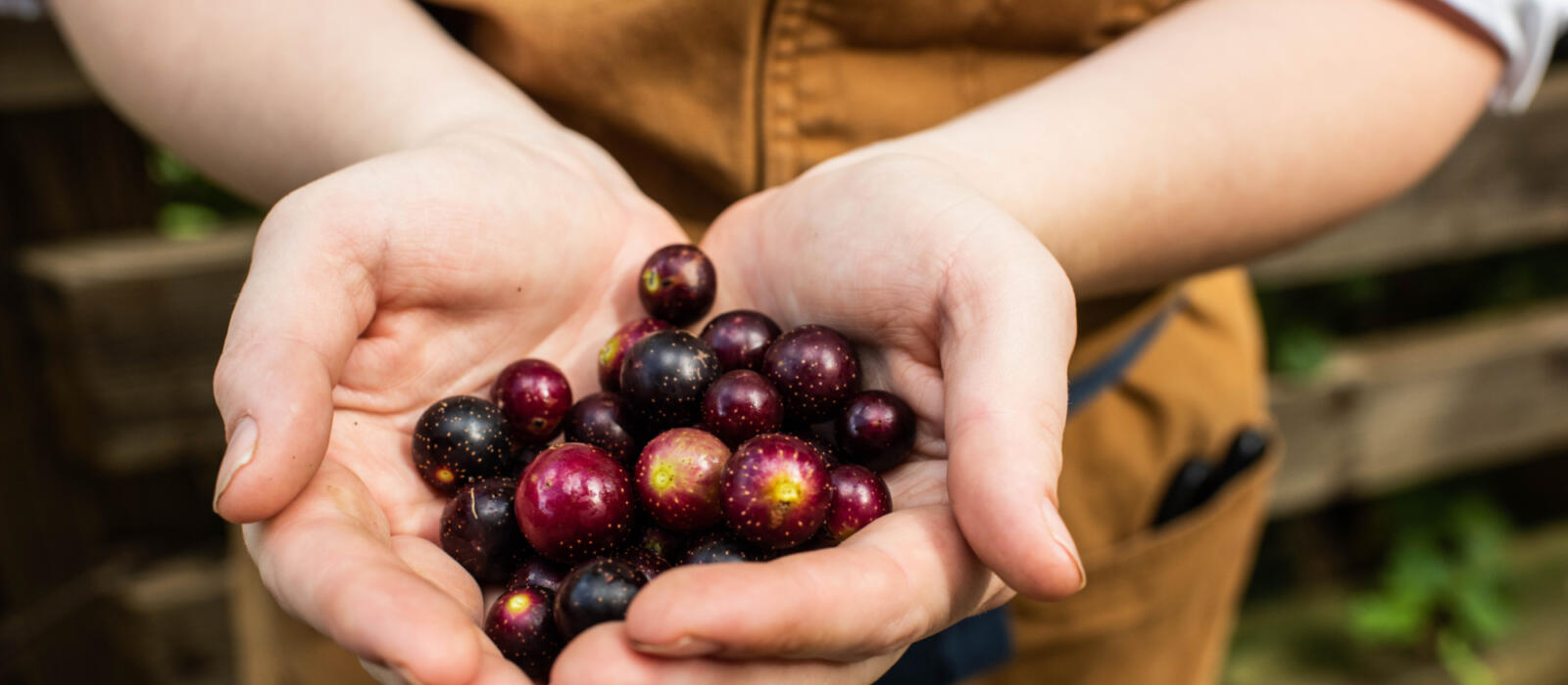 Muscadine Preserve Project