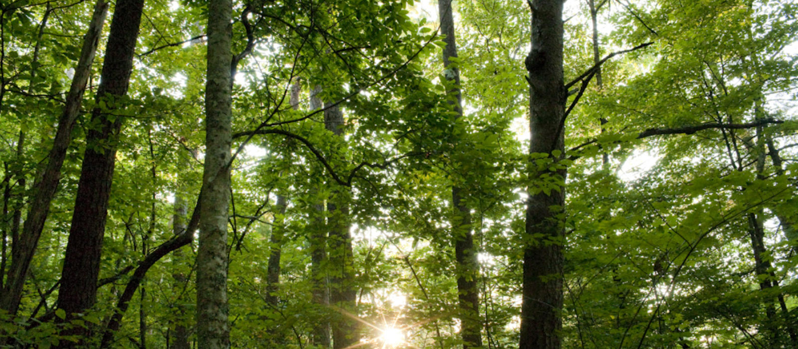 The Birds and the B's