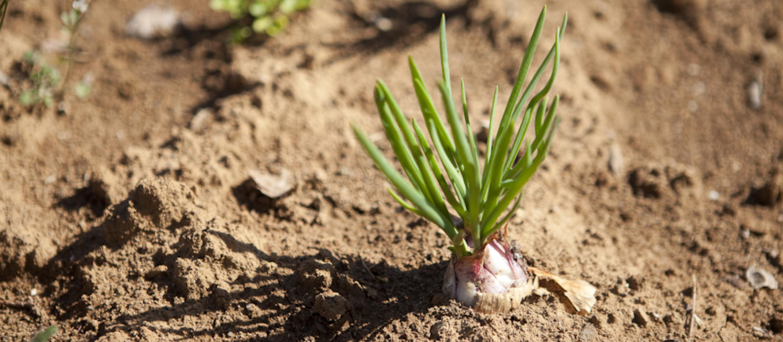 The Cades Cove Garden