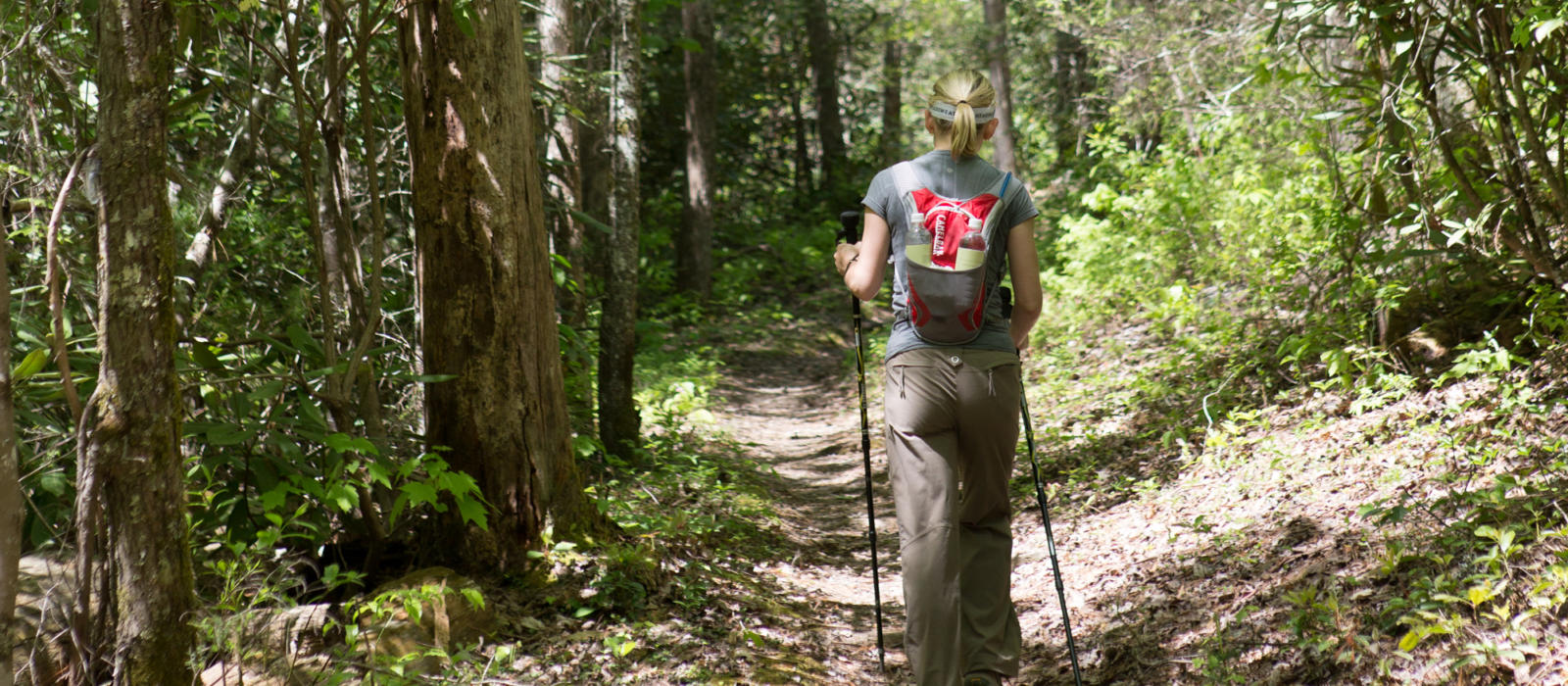 Wildlife in the Woods