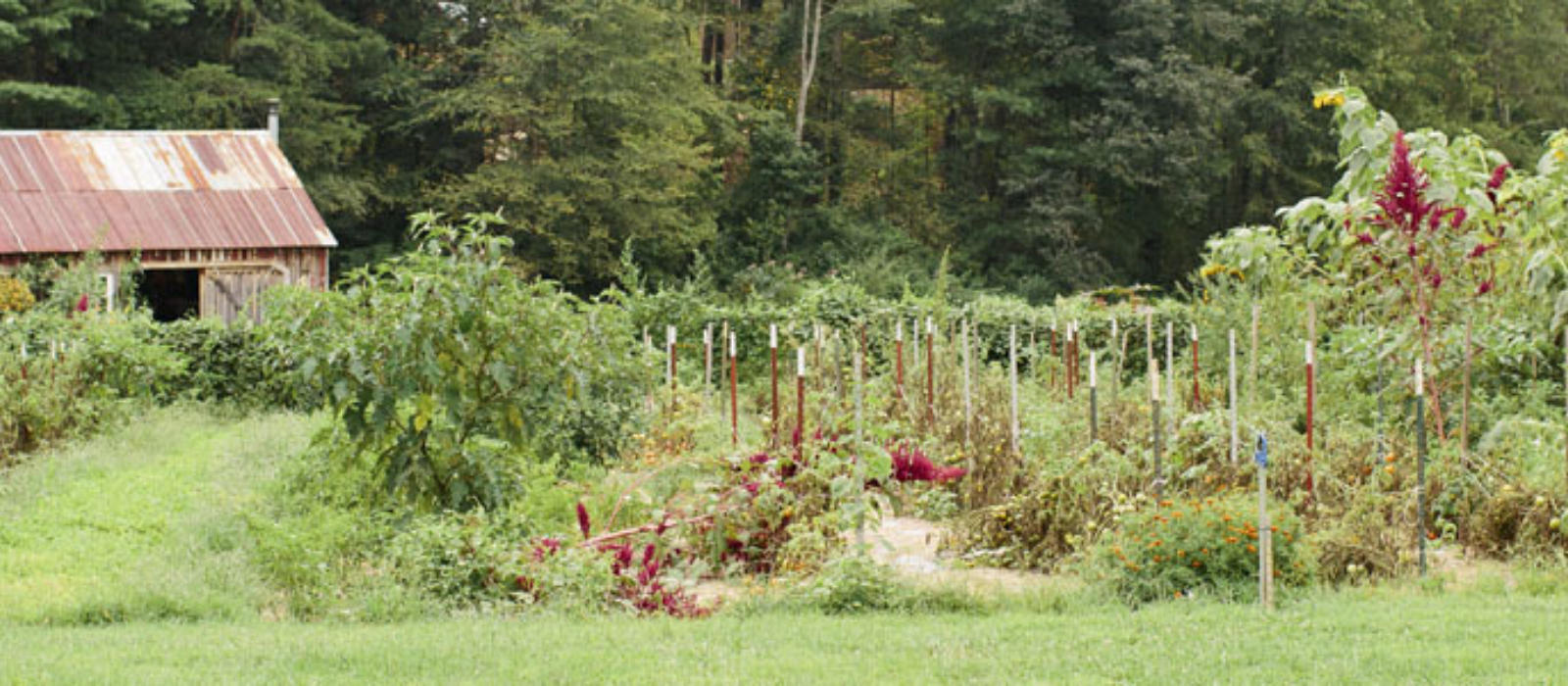 Garden Activities this August!