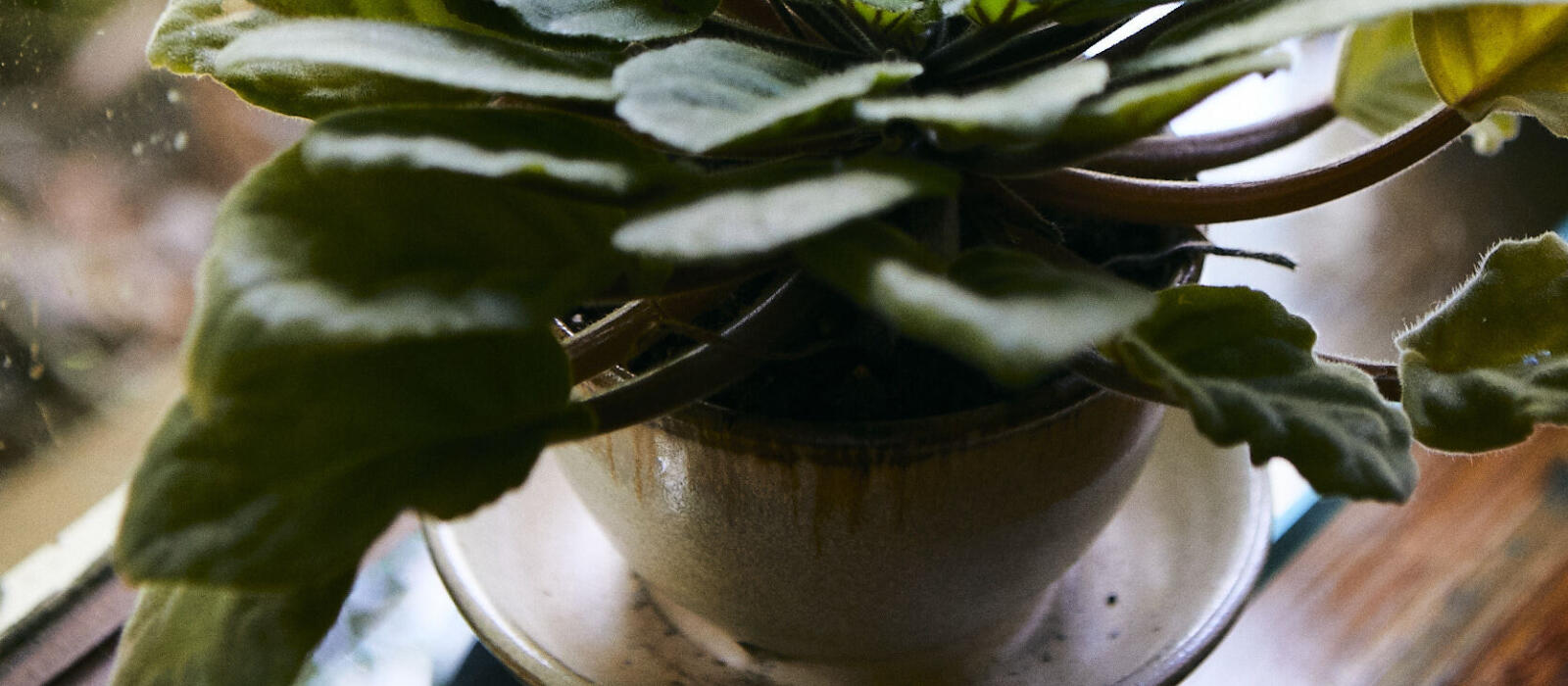 Spring Your Plants to Life