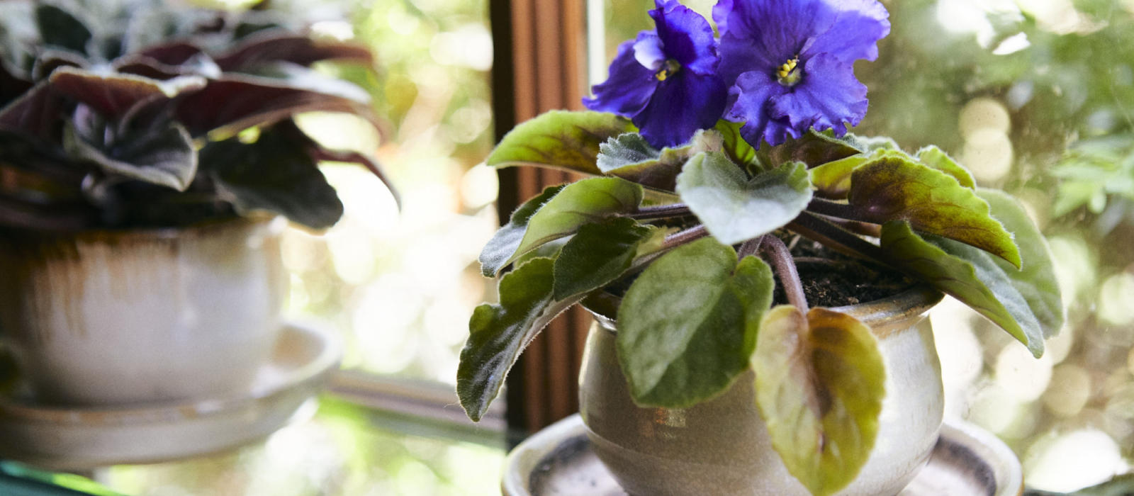 Tips for Happy Houseplants