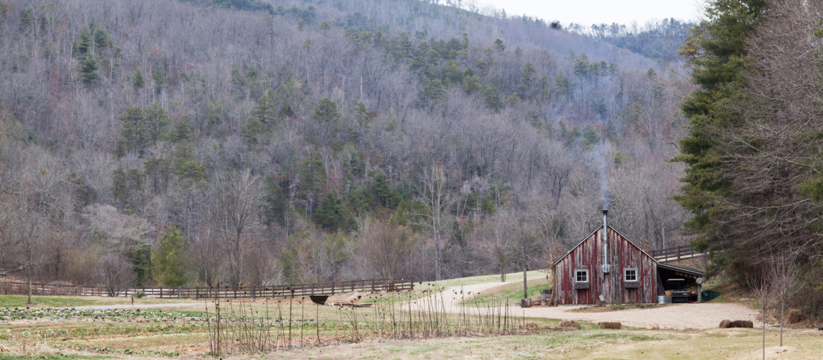 What's New in the Garden