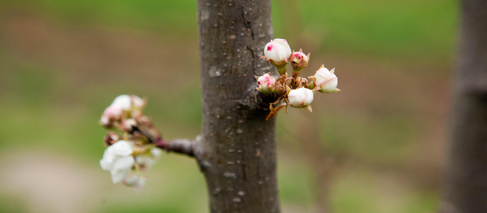 The Call of Spring