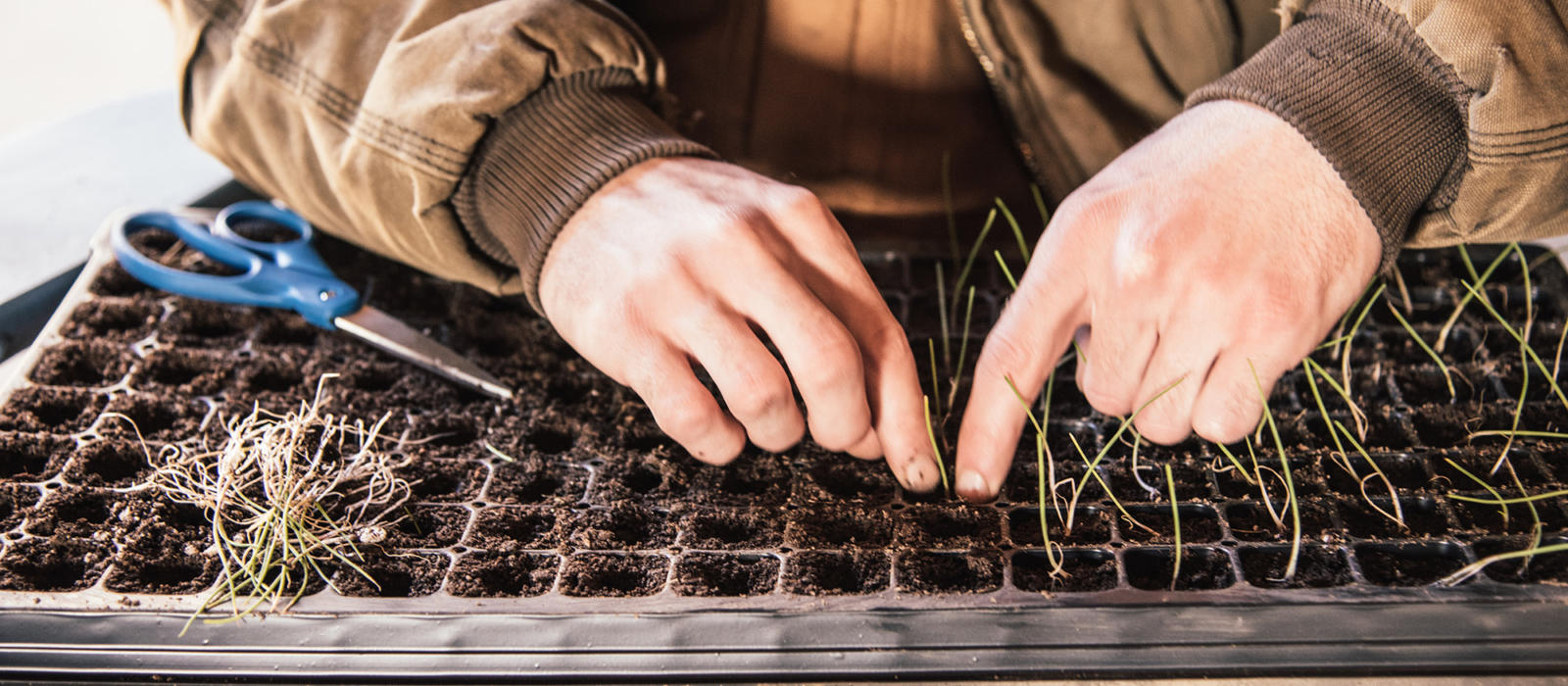 The Birth of a New Season