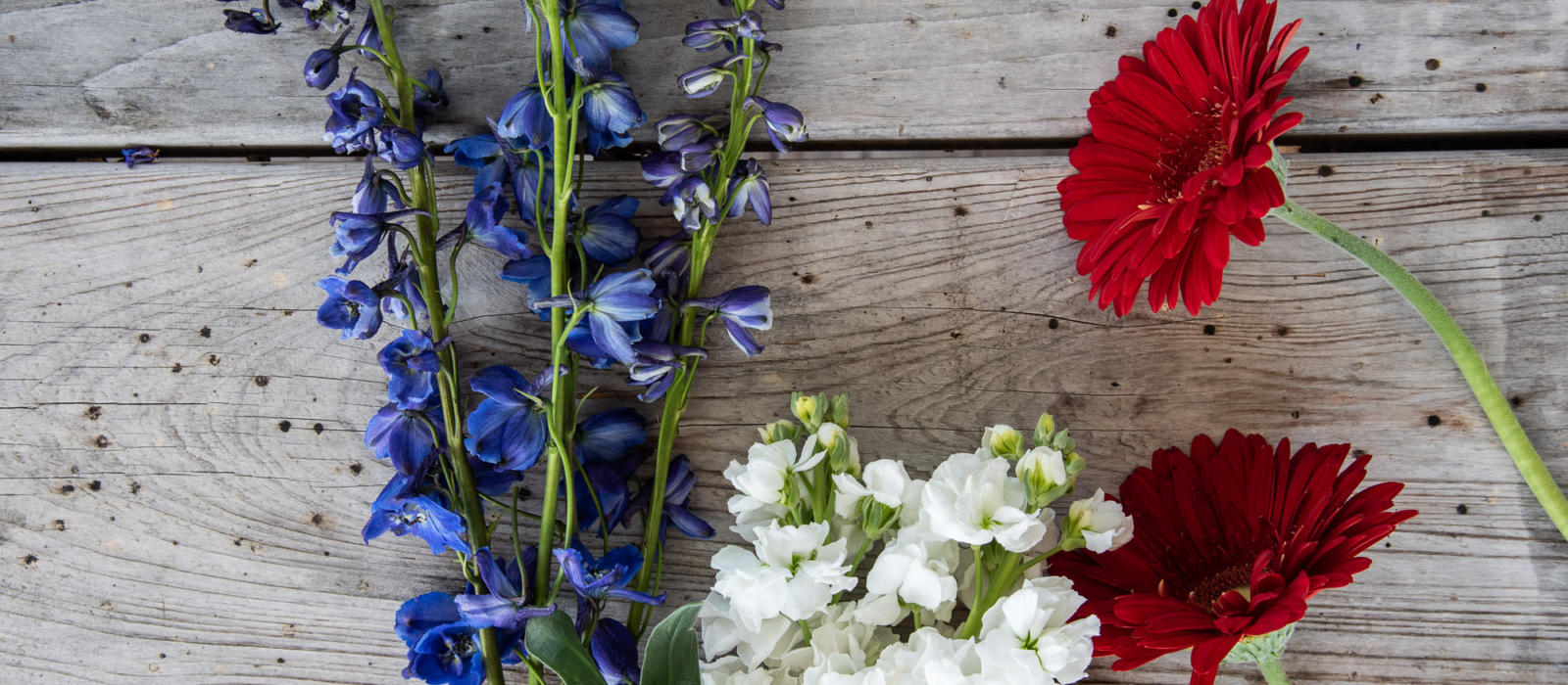 Flowers for the Fourth