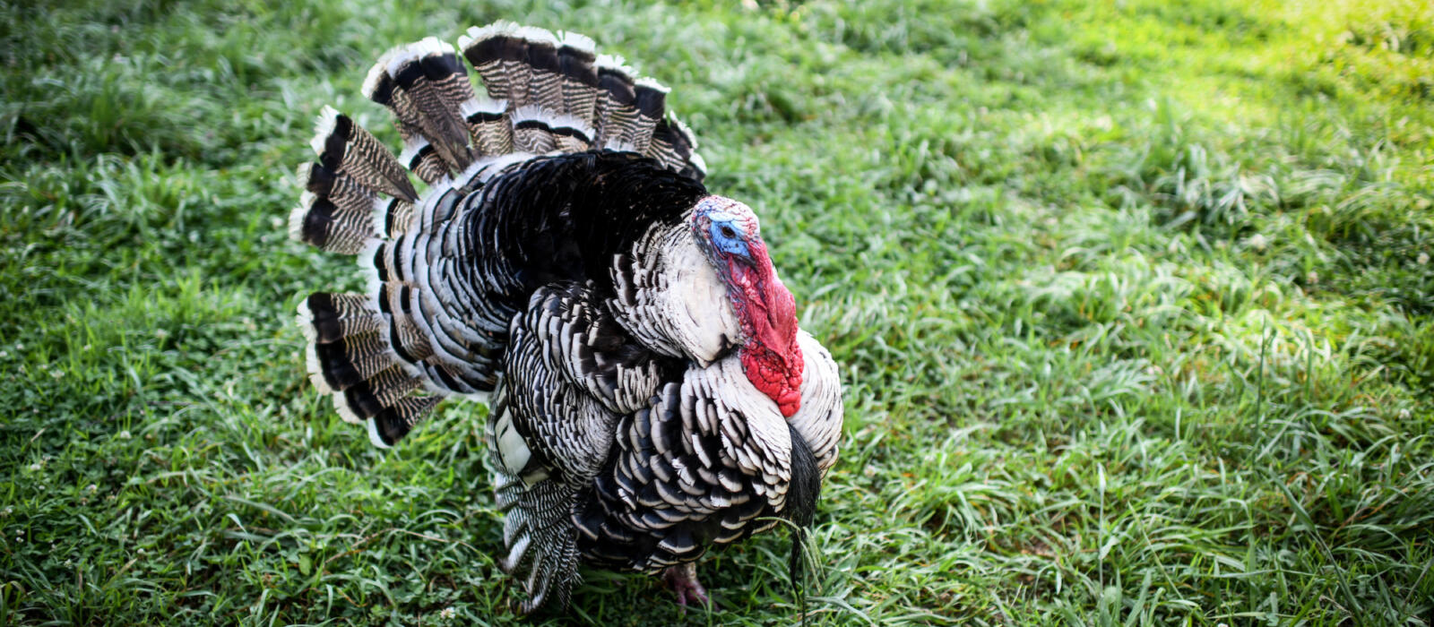 A To-Do About Turkeys