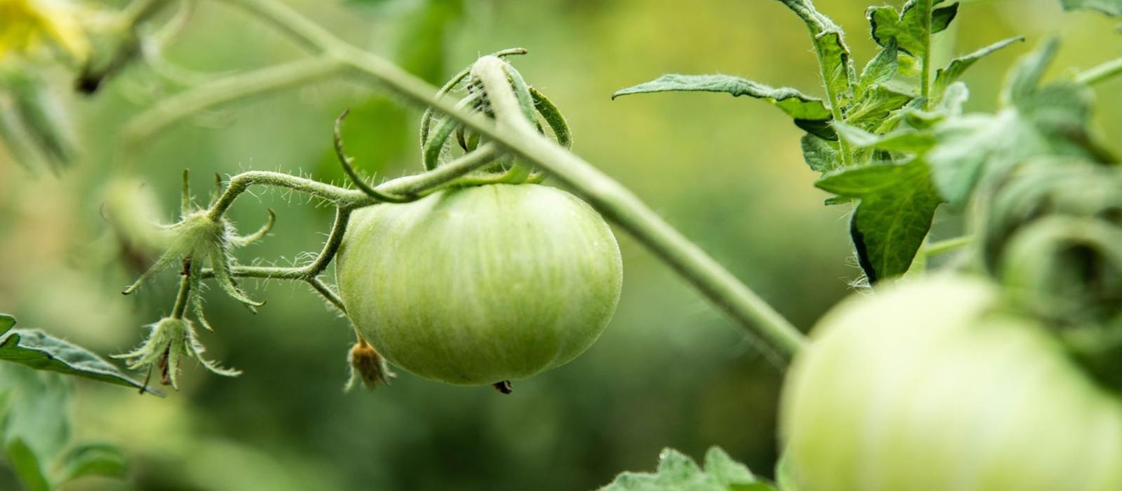 Straight-off-the-vine Season