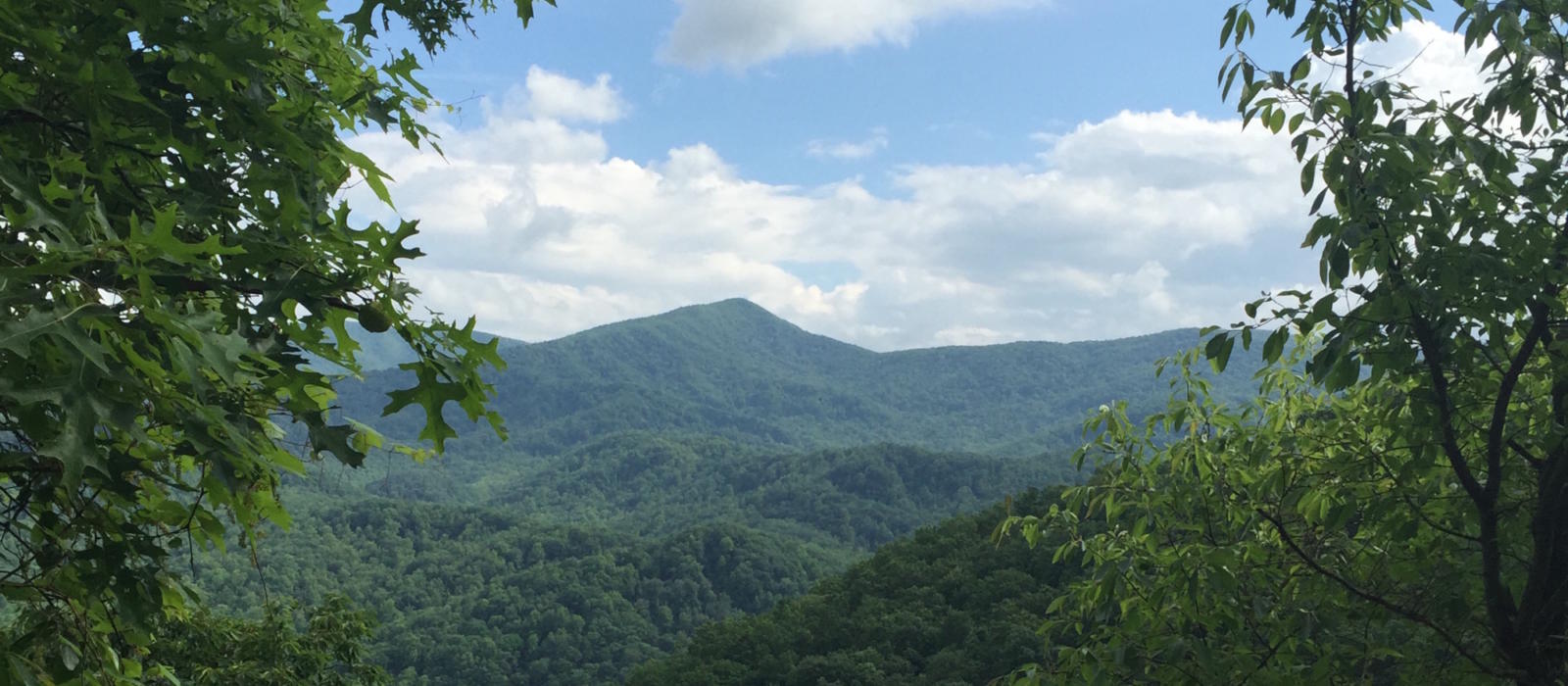 Gregory’s Bald Hike in Full Bloom!