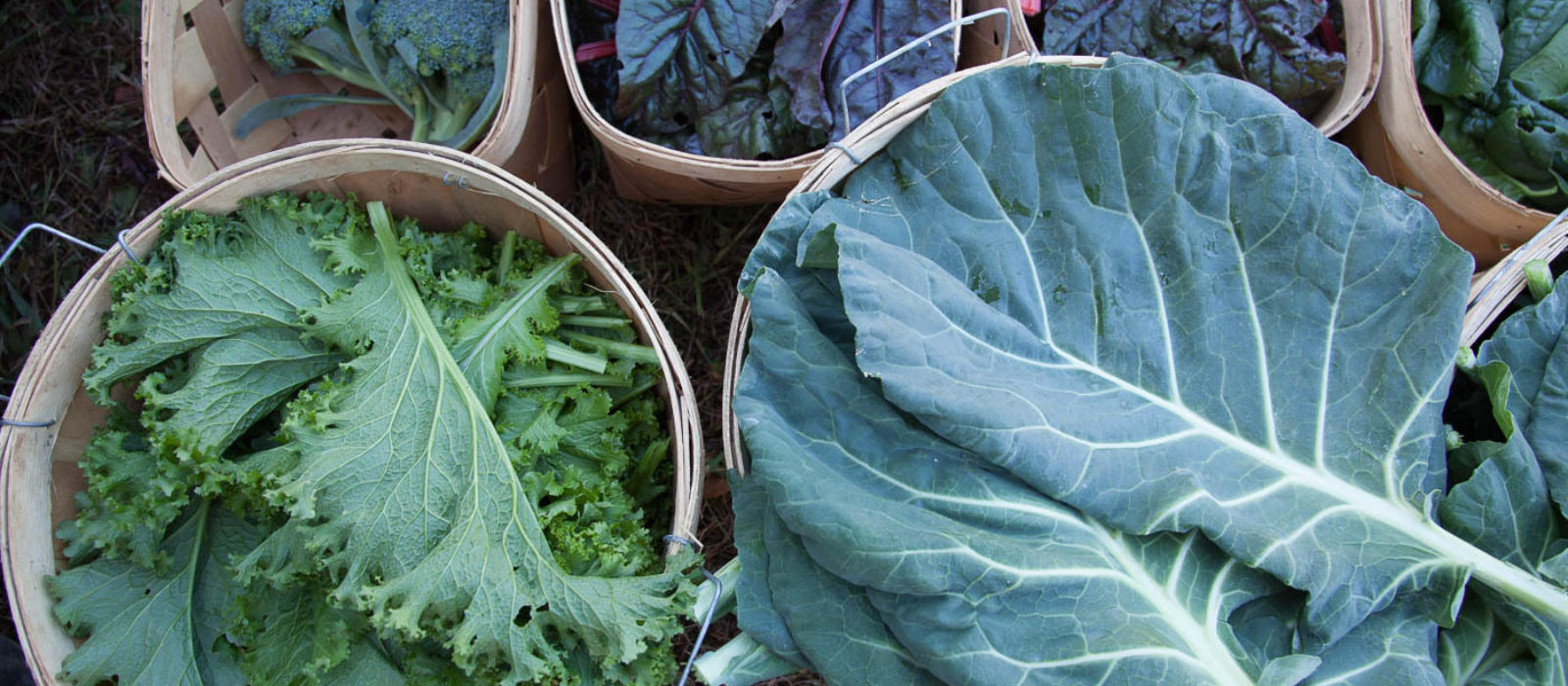 Fall at the Farmstead