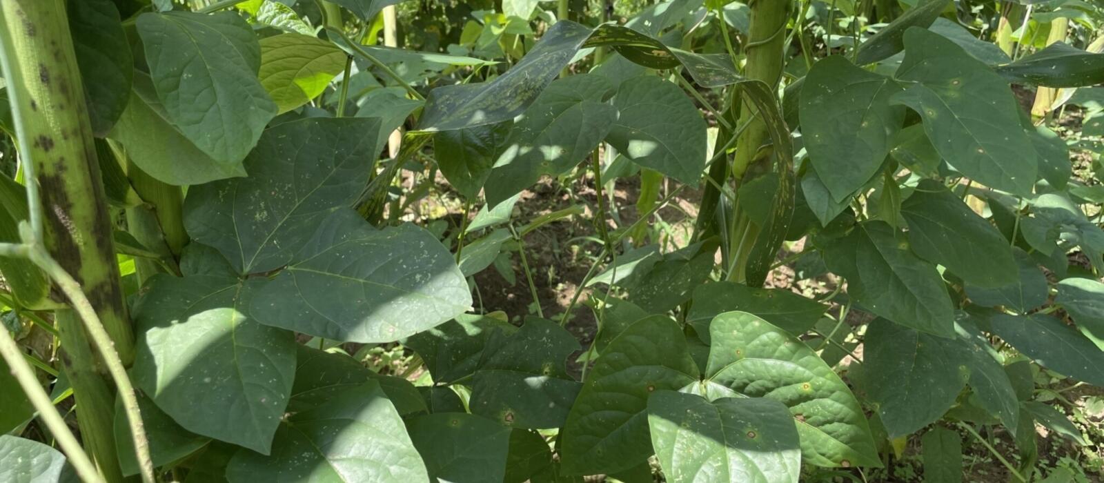 The Flossie Powell Butterbean