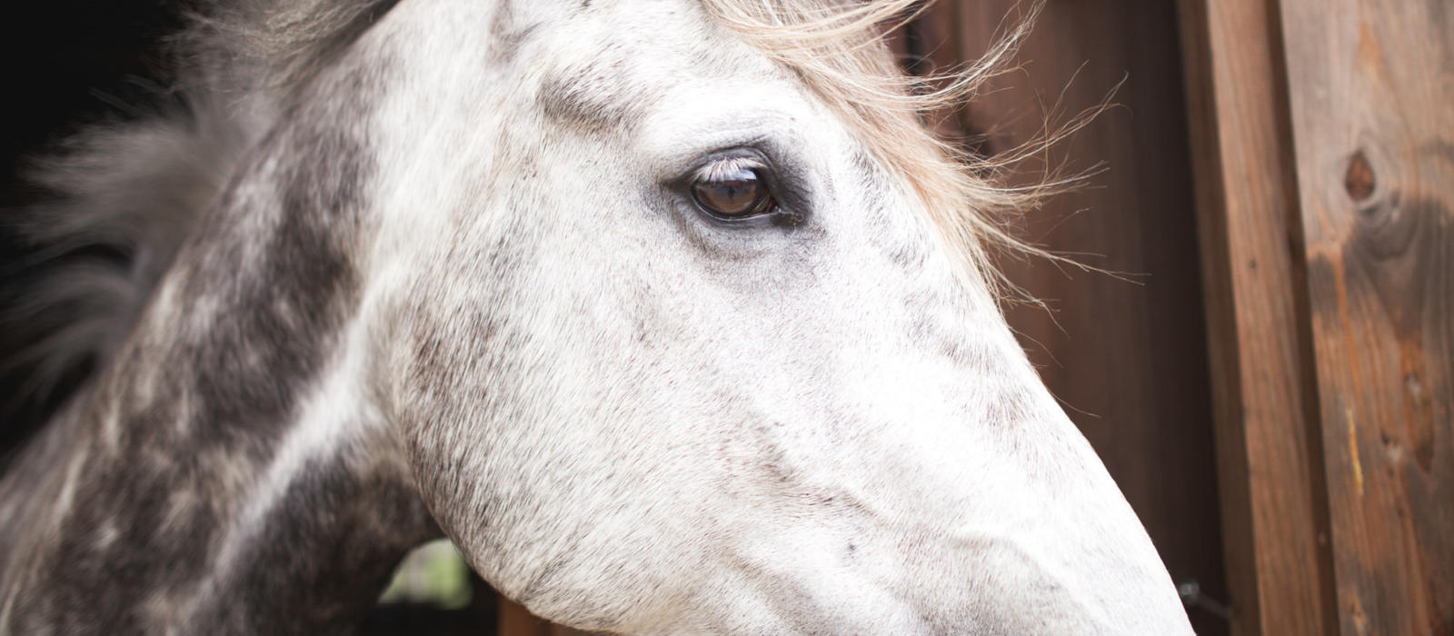 A Season on Horseback