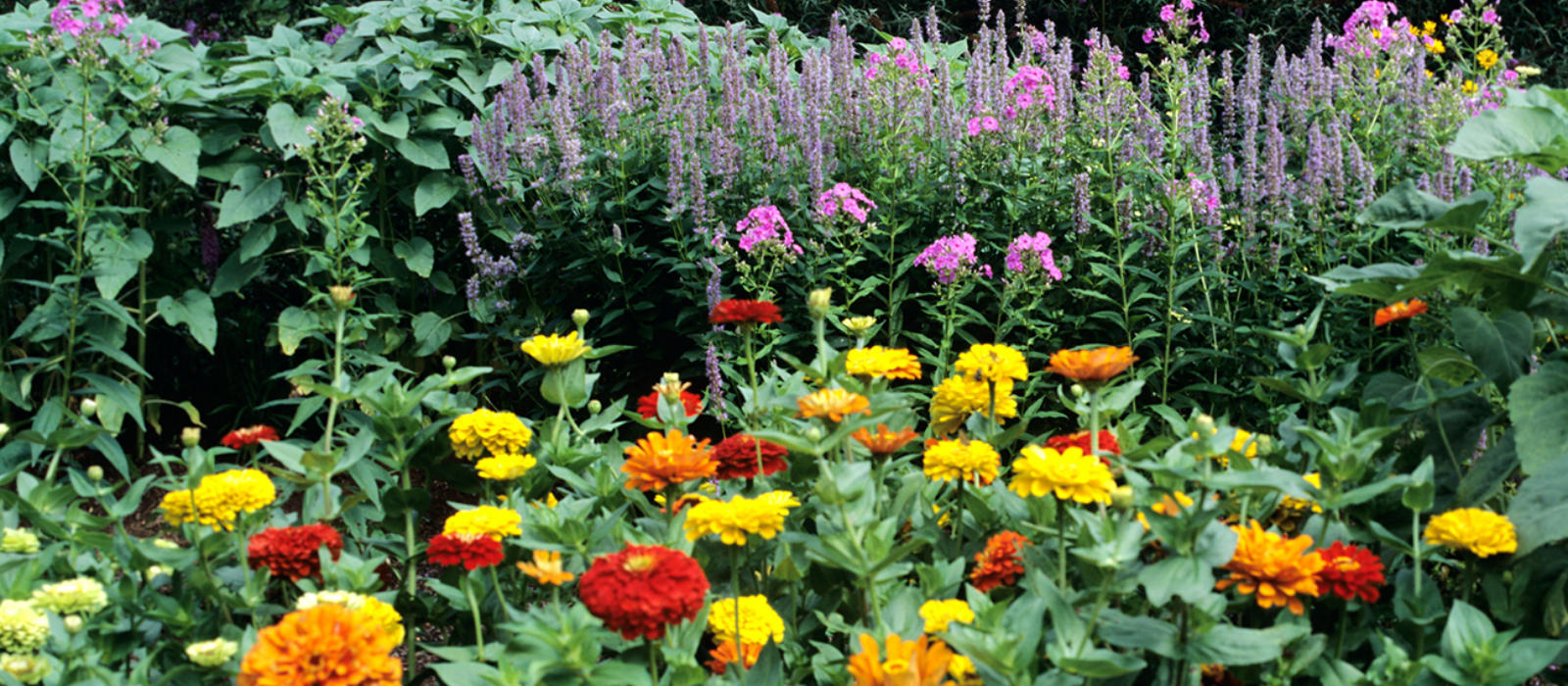 Wildflower Wandering