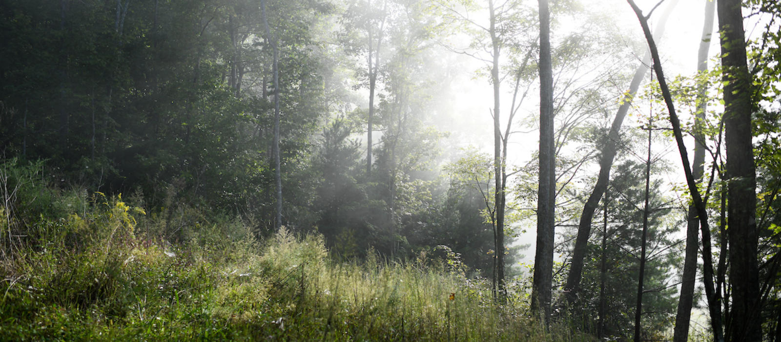 The Benefits of Sunshine