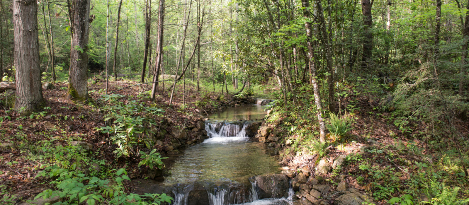 A Deep Healing Woods Meditation