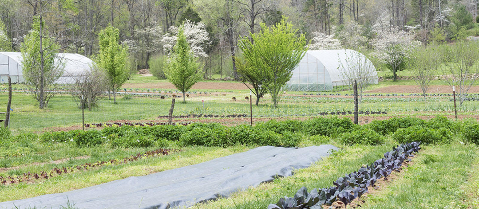 A Spring Month of Discovery in the Garden