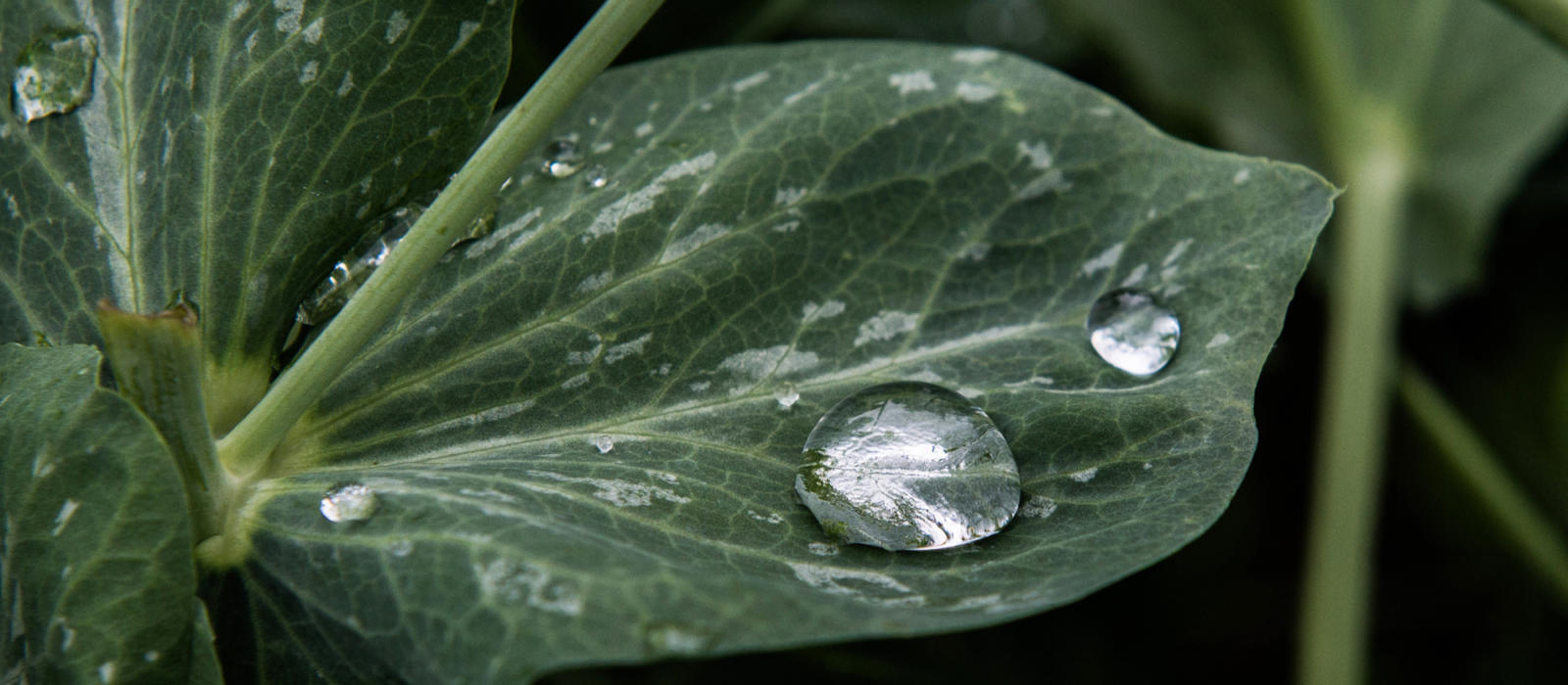 A Rainy Day in the Garden Shed