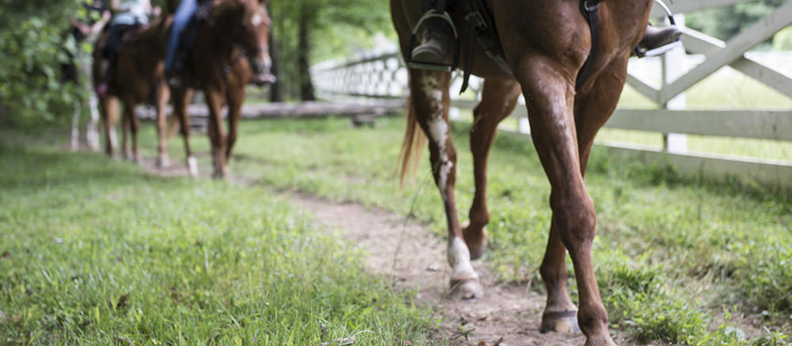 Exploring our Past and the Cove - With Horses!