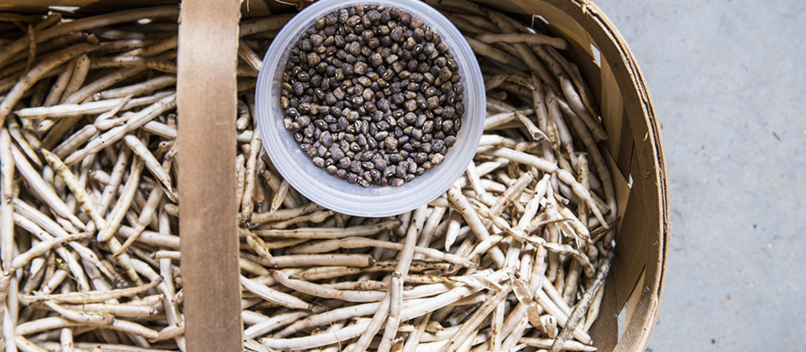 Winter Garden Shed Projects