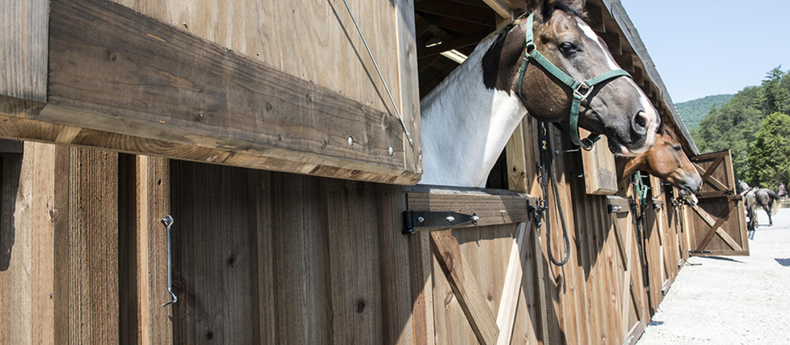 Horses at Blackberry